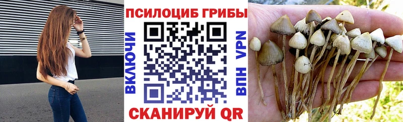 дарк нет телеграм  Кировград  Галлюциногенные грибы MAGIC MUSHROOMS 